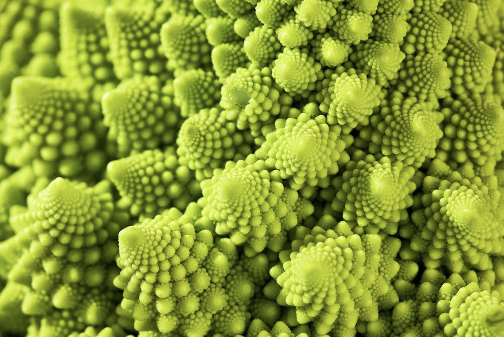 A photo of the spiral pattern in a romanesco broccoli